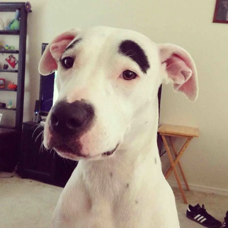 13 Pola Unik yang Ada di Tubuh Anjing ini Memang Bikin Gemas. Kok Bisa Sih Bentuknya Kayak Gitu? 20