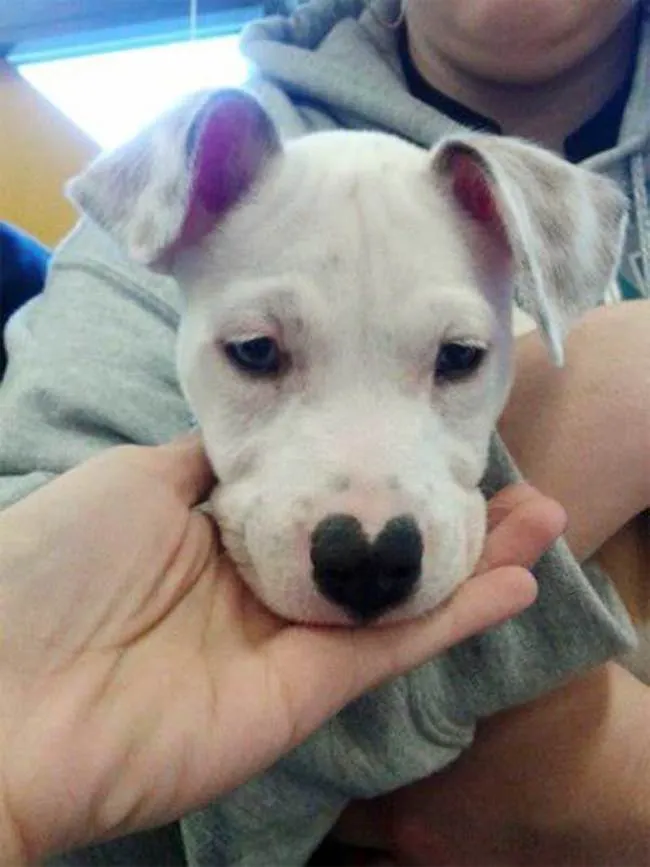13 Pola Unik yang Ada di Tubuh Anjing ini Memang Bikin Gemas. Kok Bisa Sih Bentuknya Kayak Gitu? 18