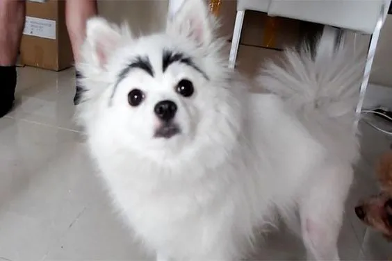 13 Pola Unik yang Ada di Tubuh Anjing ini Memang Bikin Gemas. Kok Bisa Sih Bentuknya Kayak Gitu? 17