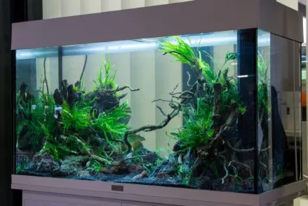 Berniat Menghiasi Rumah Dengan Aquarium? Cek Daftar 5 Ikan Hias Paling di Cari Berikut Ini!