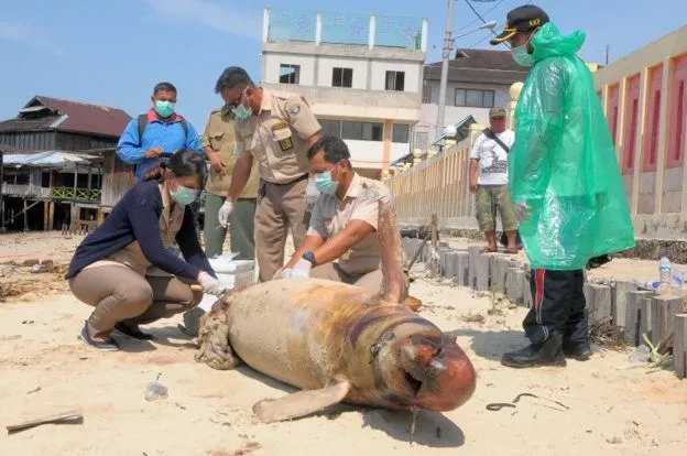 5 Fakta Soal Tumpahan Minyak di Balikpapan. Parah Banget, Sampai Keliatan dari Satelit 9