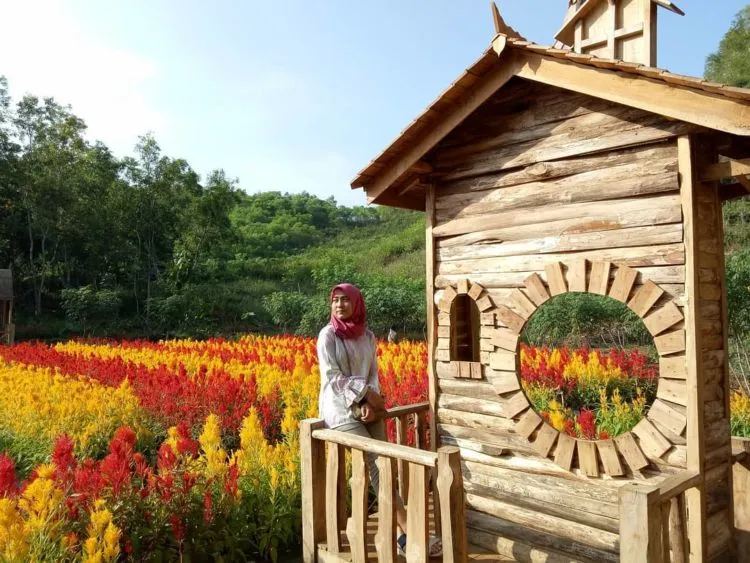 Kebun Bunga Celosia nan Indah Terhampar di Pesisir Gunungkidul, Jogja. Wah Instagramable Banget! 5