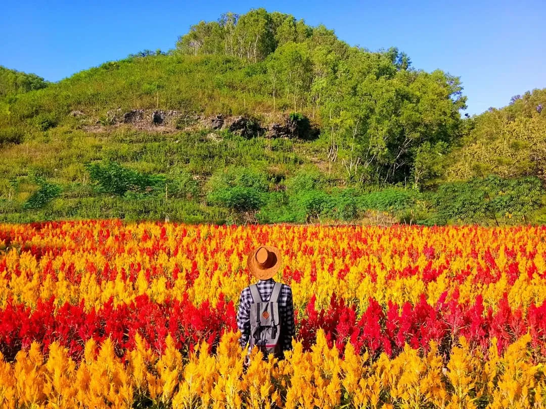 Kebun Bunga Celosia nan Indah Terhampar di Pesisir Gunungkidul, Jogja. Wah Instagramable Banget!