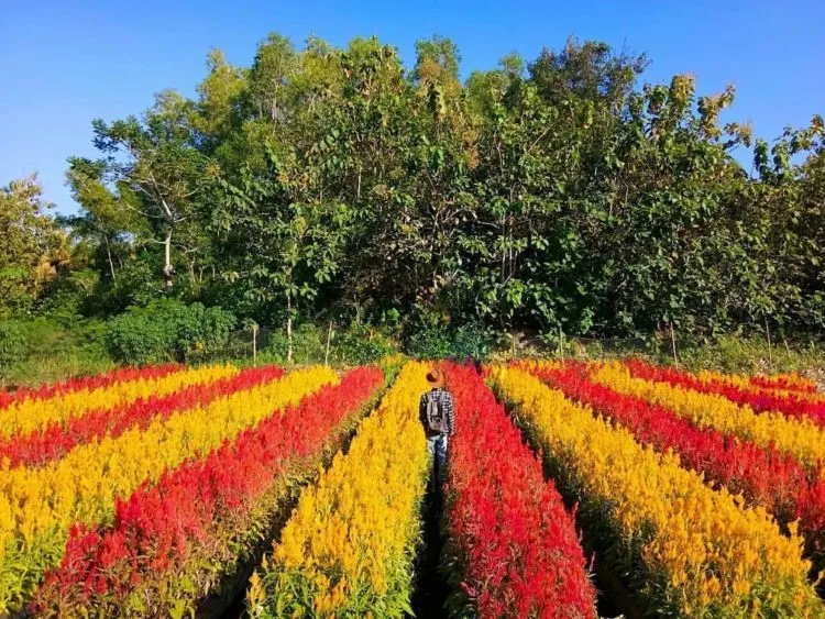 Kebun Bunga Celosia nan Indah Terhampar di Pesisir Gunungkidul, Jogja. Wah Instagramable Banget! 6