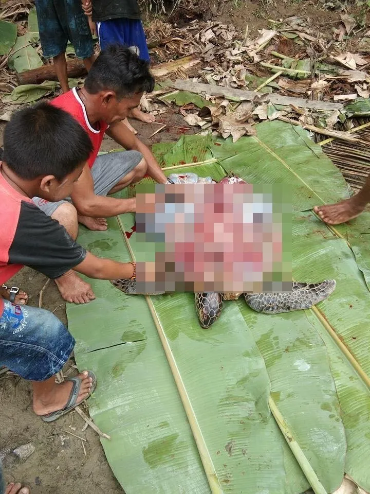 Seakan-akan Bangga Sudah Bantai dan Masak Penyu, Postingan Ini Bikin Warganet Geram Tak Habis Pikir 7