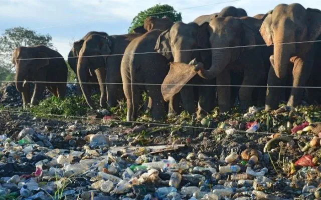 Gara-gara Manusia Buang Sampah Sembarangan, 5 Hewan Ini Sedihnya Jadi Suka Makan Plastik 6