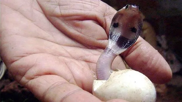 14 Penampakan Bayi Hewan yang Jarang Terekspos. Selama Ini Cuma Akrab Sama Versi Gedenya Doang 17