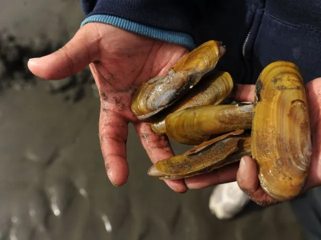 Fenomena Langka yang Luar Biasa, Pantai di AS Ini Menyala Biru Terang. Di Indonesia Juga Pernah Ada 18