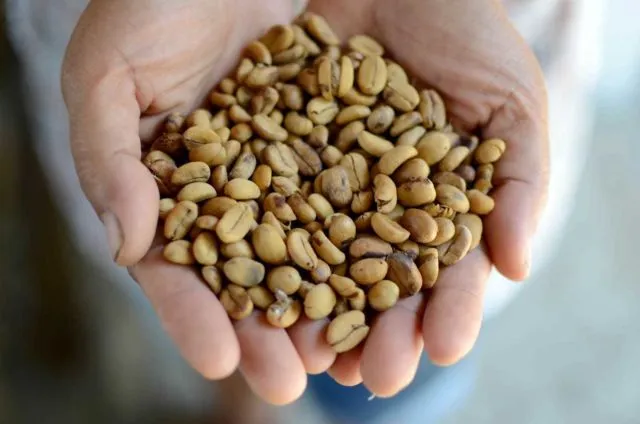 Harganya Selangit dan Dicari-cari, Ternyata Ada Fakta Miris di Balik Proses Pembuatan Kopi Luwak 12