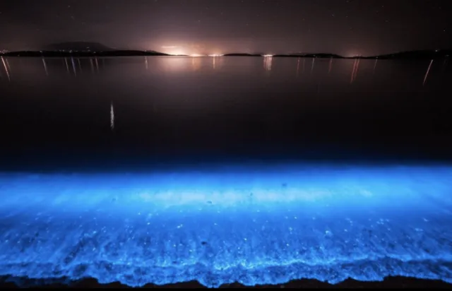 Fenomena Langka yang Luar Biasa, Pantai di AS Ini Menyala Biru Terang. Di Indonesia Juga Pernah Ada 15