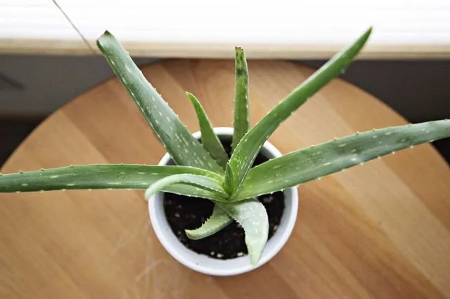 6 Bahan Alami Pengganti Sabun Cuci, Bisa Bikin Piring Kinclong Tanpa Kimia-kimiaan 12