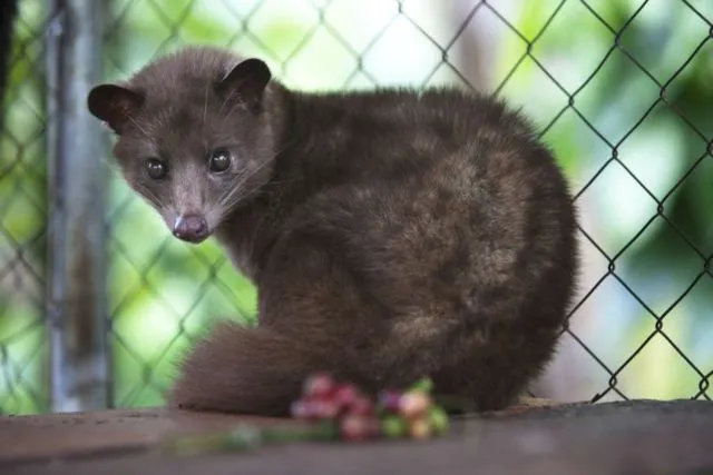 Harganya Selangit dan Dicari-cari, Ternyata Ada Fakta Miris di Balik Proses Pembuatan Kopi Luwak 11