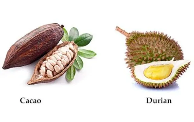 Ratusan Orang di Australia Dievakuasi Cuma Gara-gara Bau Durian! Udah Kayak Mau Ada Bom Aja Lho... 9