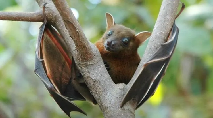 8 Hal yang Harus Kamu Tahu Soal Virus Nipah yang Sangat Mematikan. Baru Aja Merebak di India 12