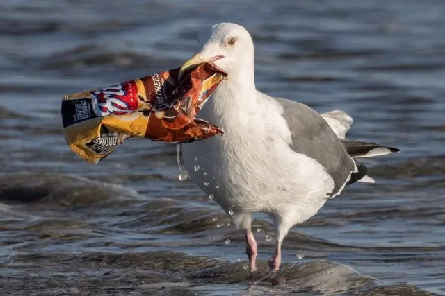 Gara-gara Manusia Buang Sampah Sembarangan, 5 Hewan Ini Sedihnya Jadi Suka Makan Plastik 9
