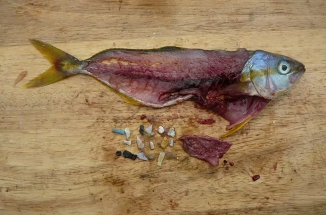 Gara-gara Manusia Buang Sampah Sembarangan, 5 Hewan Ini Sedihnya Jadi Suka Makan Plastik 7