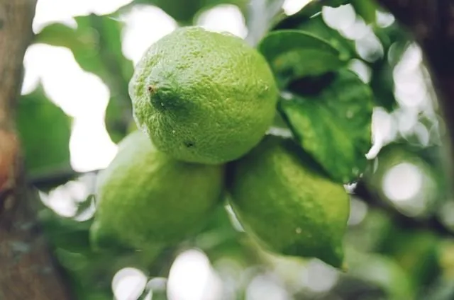 6 Bahan Alami Pengganti Sabun Cuci, Bisa Bikin Piring Kinclong Tanpa Kimia-kimiaan 11