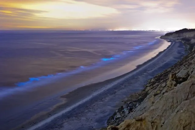 Fenomena Langka yang Luar Biasa, Pantai di AS Ini Menyala Biru Terang. Di Indonesia Juga Pernah Ada 20