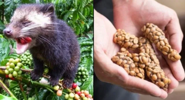 Harganya Selangit dan Dicari-cari, Ternyata Ada Fakta Miris di Balik Proses Pembuatan Kopi Luwak 8