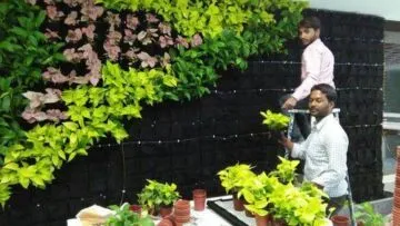 7 Tanaman Hias Vertical Garden yang Dapat Menyerap Polutan