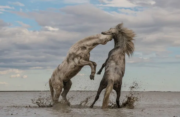 Inilah 12 Foto Pemenang The Nature Conservacy yang Kualitasnya Juara. Belajarlah dari Karya Mereka! 13