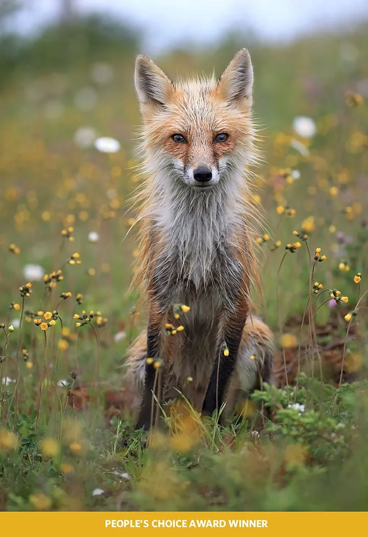 Inilah 12 Foto Pemenang The Nature Conservacy yang Kualitasnya Juara. Belajarlah dari Karya Mereka! 17