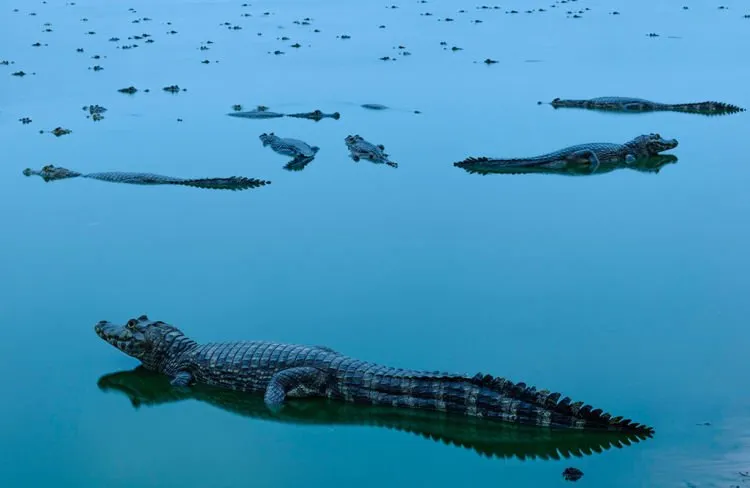 Inilah 12 Foto Pemenang The Nature Conservacy yang Kualitasnya Juara. Belajarlah dari Karya Mereka! 20