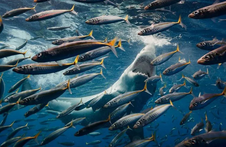 Inilah 12 Foto Pemenang The Nature Conservacy yang Kualitasnya Juara. Belajarlah dari Karya Mereka! 16