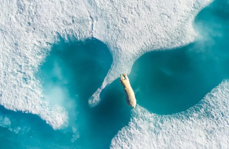 Inilah 12 Foto Pemenang The Nature Conservacy yang Kualitasnya Juara. Belajarlah dari Karya Mereka! 18