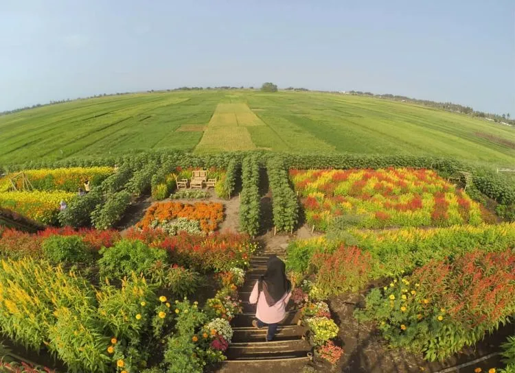 Resoinangun Garden, Kebun Bunga Warna-Warni yang Lagi Hits di Jogja. Yuk Mampir ke Sana! 3