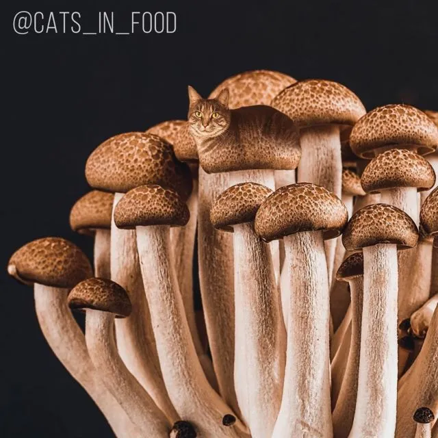 Coba Perhatikan Baik-Baik 11 Foto Makanan ini. Ada yang Janggal Tapi Menggemaskan Nggak sih? 17