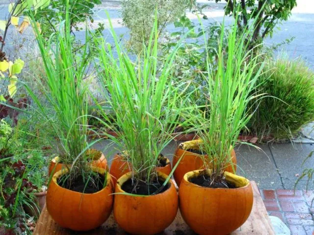 9 Sayur dan Bumbu Dapur yang Bisa Ditanam di Pot Kecil. Jika Harga Pasaran Naik, Tak Perlu Panik 17