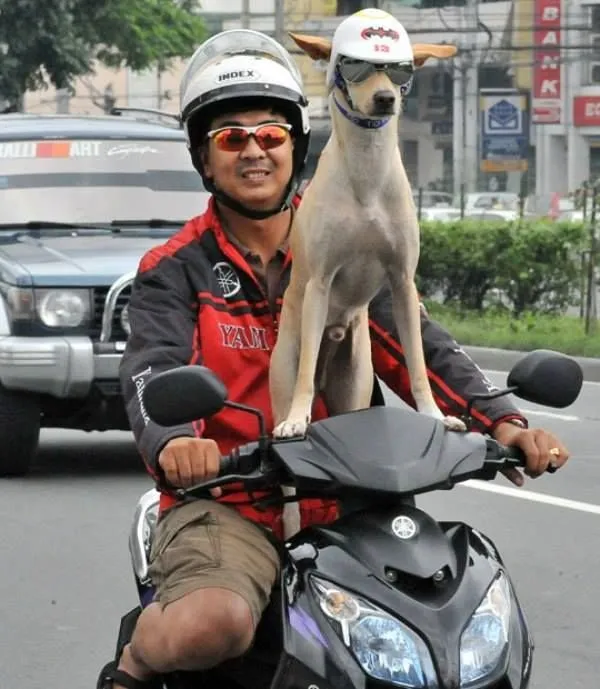 Entah Kenapa 12+ Binatang Peliharaan ini Terlihat Imut Banget Saat Diboncengin. Duh, Pegangan Dong! 23