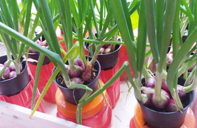 9 Sayur dan Bumbu Dapur yang Bisa Ditanam di Pot Kecil. Jika Harga Pasaran Naik, Tak Perlu Panik 10