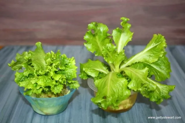 9 Sayur dan Bumbu Dapur yang Bisa Ditanam di Pot Kecil. Jika Harga Pasaran Naik, Tak Perlu Panik 11