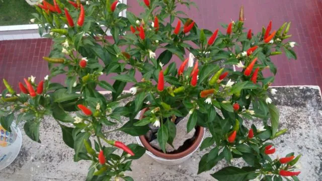 9 Sayur dan Bumbu Dapur yang Bisa Ditanam di Pot Kecil. Jika Harga Pasaran Naik, Tak Perlu Panik 12
