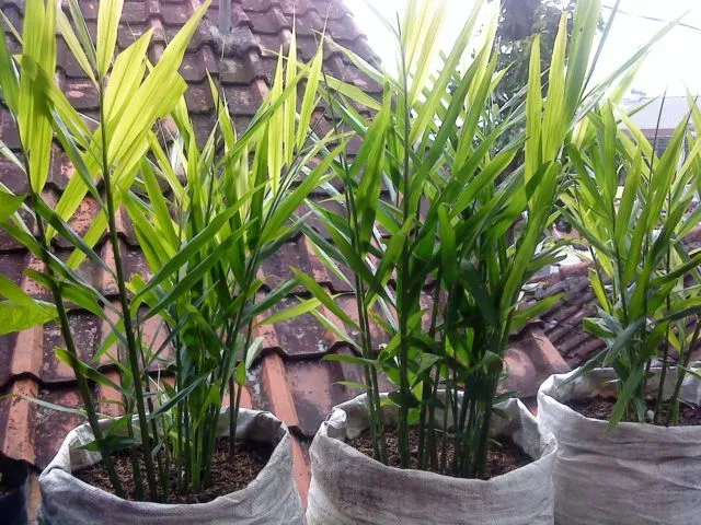9 Sayur dan Bumbu Dapur yang Bisa Ditanam di Pot Kecil. Jika Harga Pasaran Naik, Tak Perlu Panik 15