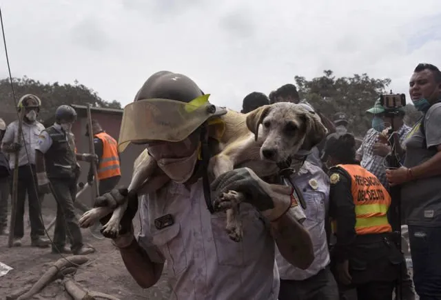 12 Potret Kengerian Pasca Letusan Gunung Fuego di Guatemala, Meletus Tanpa Peringatan 15