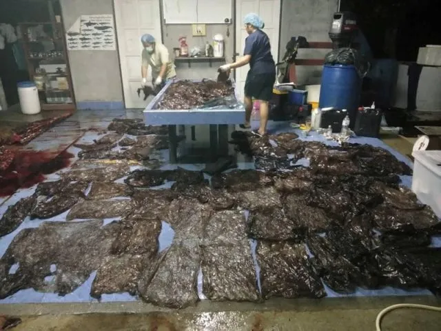 Seekor Paus Mati Setelah Menelan 8 Kg Plastik. 80 Plastik Kresek Ditemukan di Dalam Perutnya 7