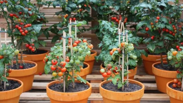 9 Sayur dan Bumbu Dapur yang Bisa Ditanam di Pot Kecil. Jika Harga Pasaran Naik, Tak Perlu Panik 14