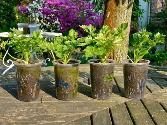 9 Sayur dan Bumbu Dapur yang Bisa Ditanam di Pot Kecil. Jika Harga Pasaran Naik, Tak Perlu Panik 13