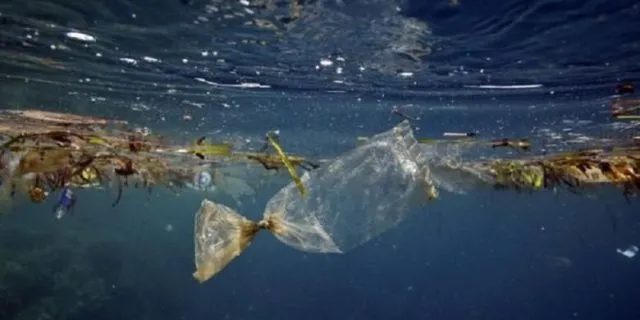 Seekor Paus Mati Setelah Menelan 8 Kg Plastik. 80 Plastik Kresek Ditemukan di Dalam Perutnya 8