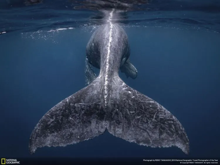 Deretan Foto Pemenang National Geographic Travel Photographer 2018 Sudah Dirilis. Mana Favorit Kamu? 11