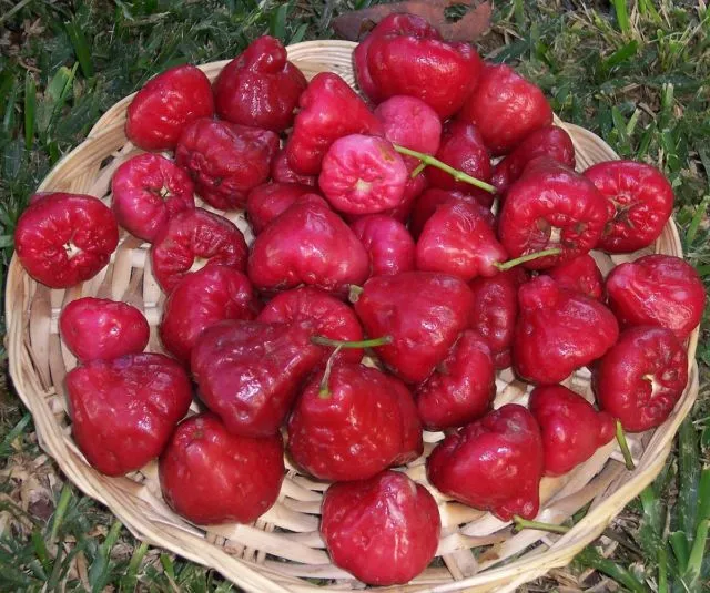 Kalender Musim Buah di Indonesia, Berbagai Jadwal Panen Buah 21
