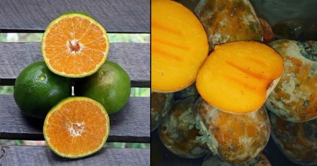 Kalender Musim Buah di Indonesia, Berbagai Jadwal Panen Buah 18