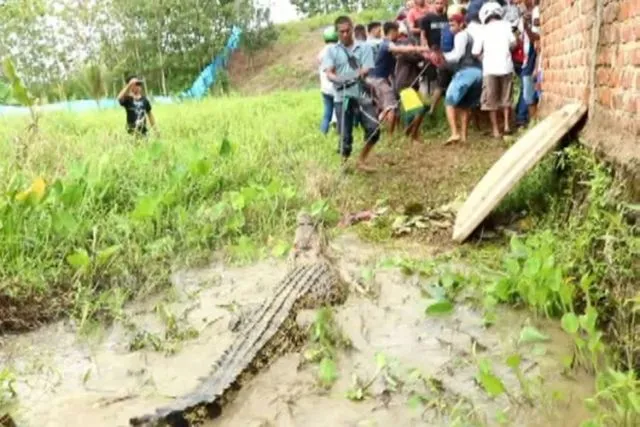 Ratusan Buaya Mati Dibantai dan Pelakunya Hanya Terancam 9 Bulan Penjara. Adil Nggak Sih? 6