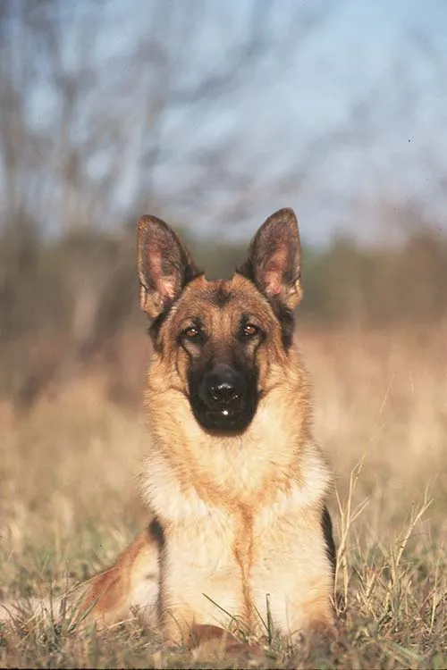 Pemeran Film Air Bud Lagi Anniversary ke-150, Saatnya Kamu Tahu Kapan 12 Ras Anjing Ini Mulai Ada 14