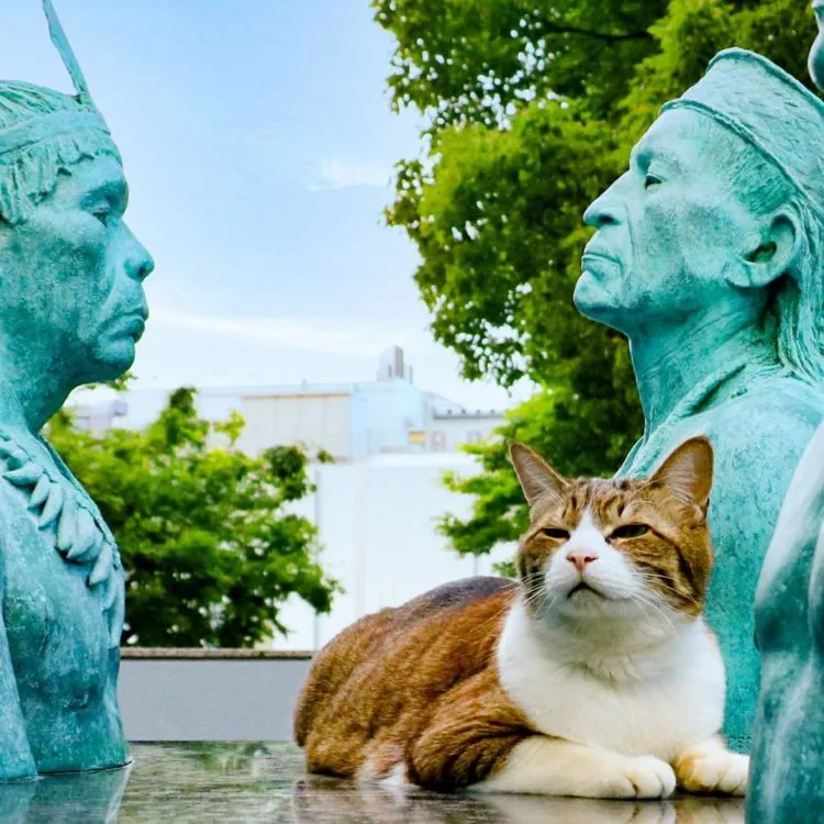 Daikichi dan Fuku-Chan, Duet Kucing Asal Jepang yang Suka Traveling. Imut dan Unyu Banget Sih 13