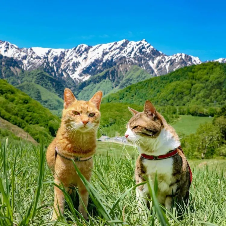 Daikichi dan Fuku-Chan, Duet Kucing Asal Jepang yang Suka Traveling. Imut dan Unyu Banget Sih 15