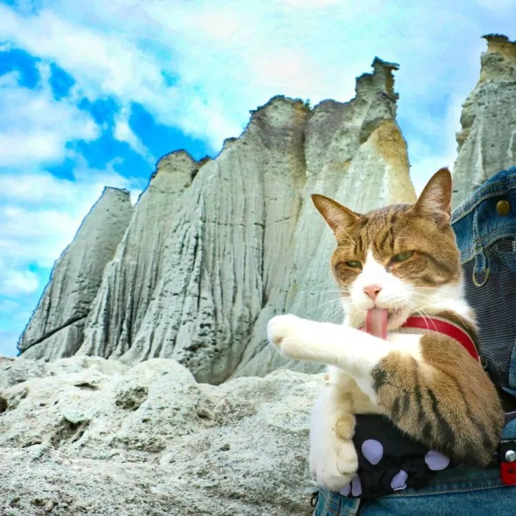 Daikichi dan Fuku-Chan, Duet Kucing Asal Jepang yang Suka Traveling. Imut dan Unyu Banget Sih 18